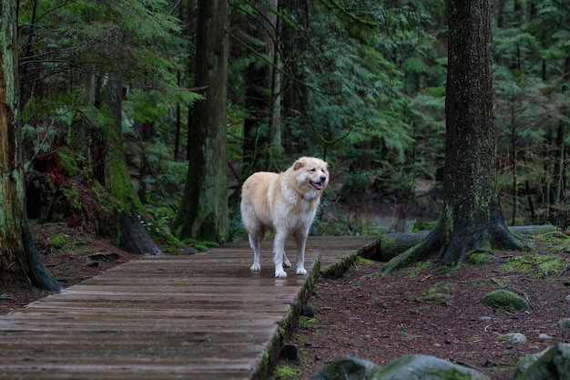 Cão em uma trilha na floresta