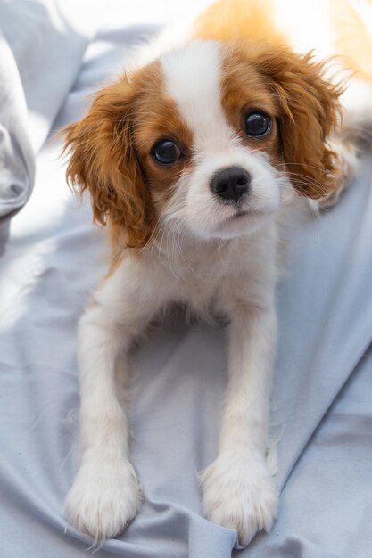 cão encontra-se na cama cinza Durma com animais de estimação fofo cachorrinho rei charles spaniel Banner. cachorro de colo