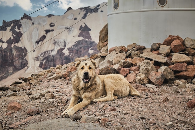 Cão encontra-se perto da Capela sobre o acampamento base do Monte Kazbeg Meteostation em Kazbek Geórgia Monte kazbek expedição alpinista