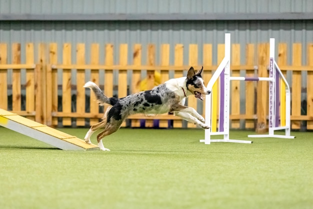 Cão enérgico durante uma competição de agilidade mostrando agilidade, velocidade e determinação Esporte canino