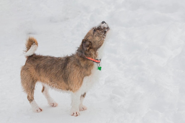 Cão engraçado a passear num parque coberto de neve