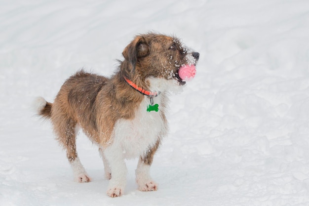 Cão engraçado a passear num parque coberto de neve