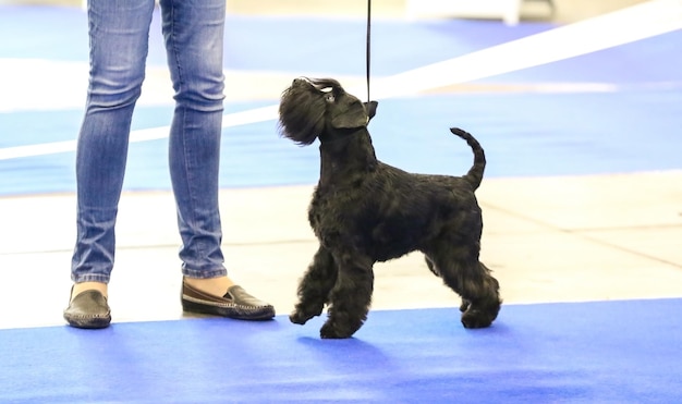 Cão engraçado bonito com dono no show