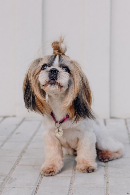 Cão engraçado bonito da raça shih tzu ao ar livre. Preparação do cão. Cão engraçado na cidade