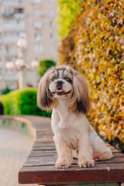 Cão engraçado bonito da raça shih tzu ao ar livre. Preparação do cão. Cão engraçado na cidade