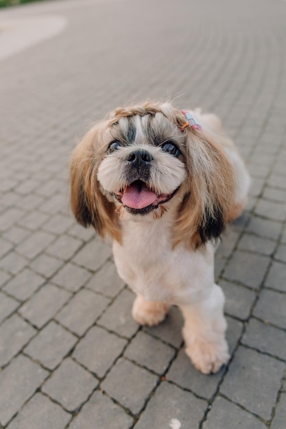 Cão engraçado bonito da raça shih tzu ao ar livre. Preparação do cão. Cão engraçado na cidade