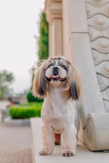 Cão engraçado bonito da raça shih tzu ao ar livre. Preparação do cão. Cão engraçado na cidade