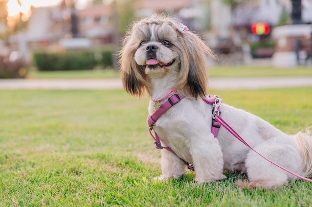 Cão engraçado bonito da raça shih tzu ao ar livre. Preparação do cão. Cão engraçado na cidade