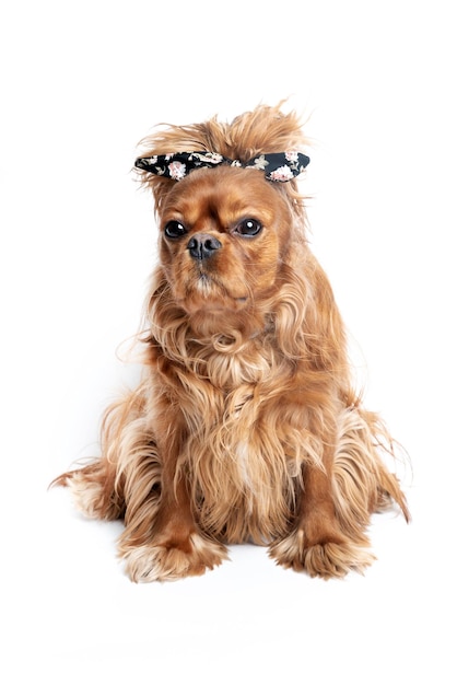 Cão engraçado com cabelo bagunçado isolado no fundo branco