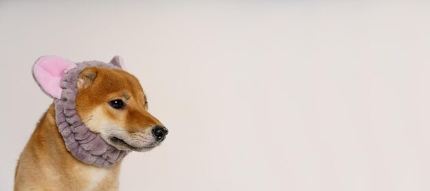 Foto cão engraçado com orelhas de gato bandagem como cão disfarçado de gato na luz