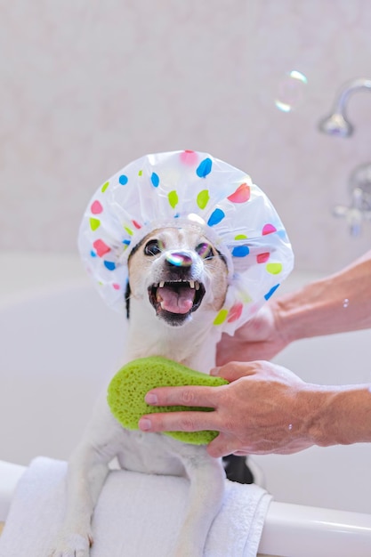 Cão engraçado com touca de banho se divertindo com bolhas de sabão no banheiro