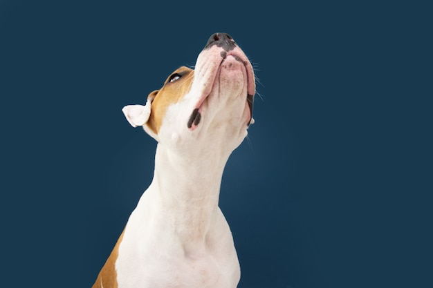 Cão engraçado de staffordshire americano olhando para cima implorando por comida. isolado na superfície azul