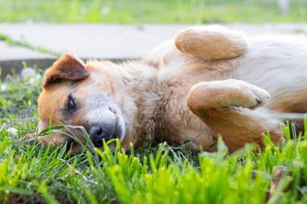 Cão engraçado e bem-humorado deitado com as patas no parque na grama verde