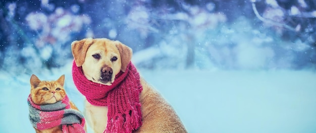 Cão engraçado e gato em um cachecol tricotado estão sentados juntos na neve na cena de Natal de inverno