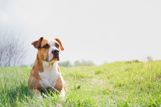 Cão engraçado em um campo na primavera.