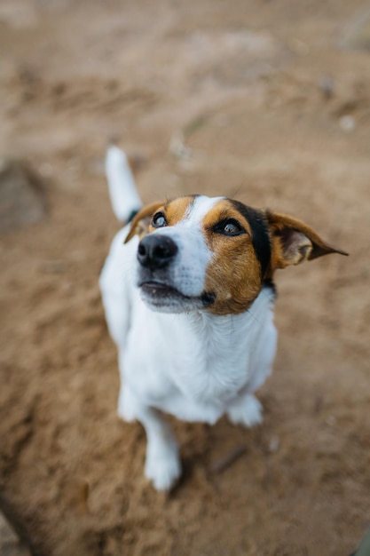 Cão engraçado Jack Russell Terrier senta-se na praia e pede algo A vista do topo