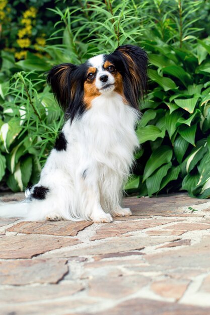 Cão engraçado no jardim