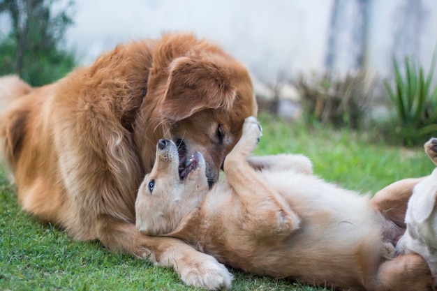 cão engraçado no jardim