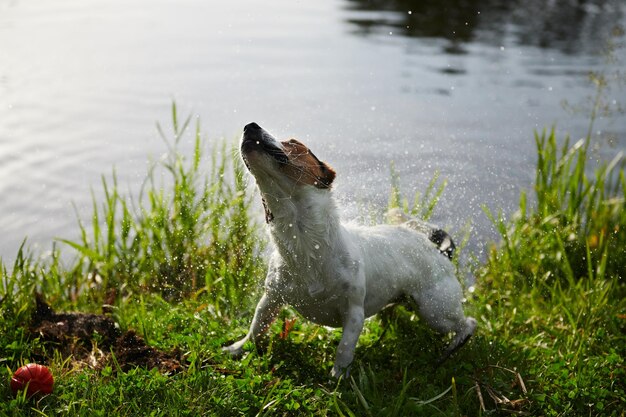 Cão engraçado sacudindo a água