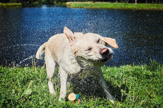 Cão engraçado sacudindo a água