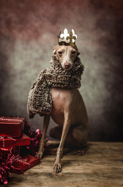 Cão engraçado vestido como um rei feiticeiro. natal