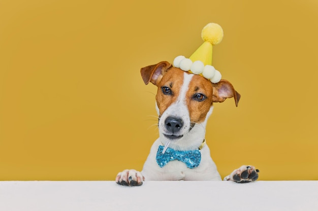 Cão engraçado vestindo um chapéu de festa e uma gravata comemorando em uma festa de aniversário