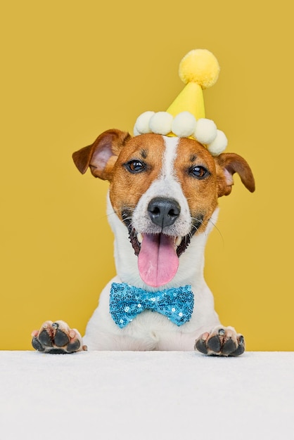 Cão engraçado vestindo um chapéu de festa e uma gravata comemorando em uma festa de aniversário