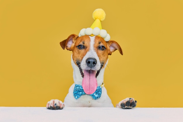 Cão engraçado vestindo um chapéu de festa e uma gravata comemorando em uma festa de aniversário