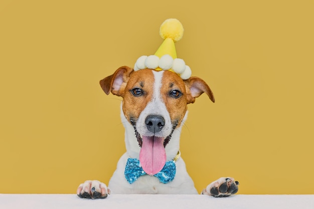 Cão engraçado vestindo um chapéu de festa e uma gravata comemorando em uma festa de aniversário