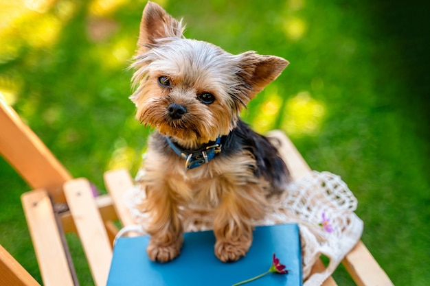 Cão engraçado yorkshire terrier no jardim de verão