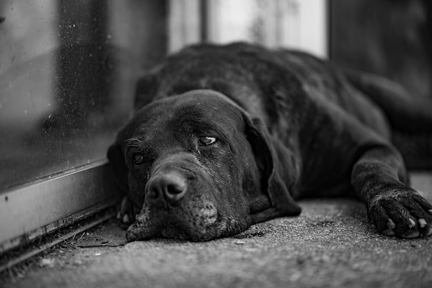 Cão entediado em repouso