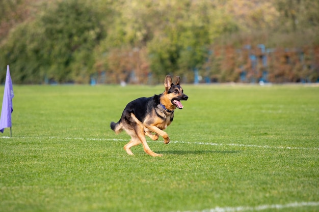 Cão esportivo se apresentando durante a isca percorrendo a competição