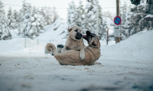 Cão está brincando juntos no meio da neve