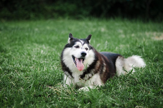 Cão estendendo a língua enquanto descansa em um campo gramado