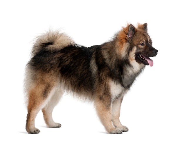 Cão eurasier, 1 ano, de pé