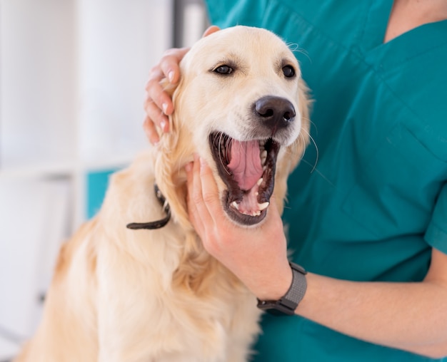 Cão examinado pelo veterinário