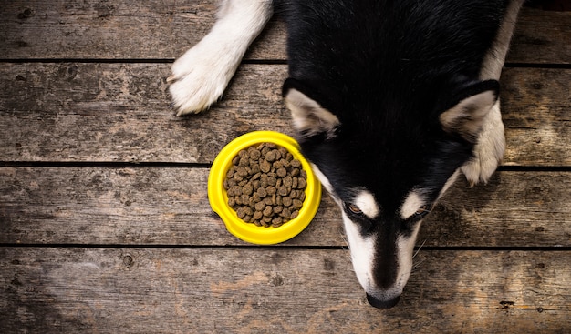 Cão faminto deitado perto de uma tigela de comida