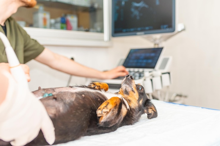 Foto cão fazendo ultrassom no consultório veterinário cão pequeno de raça mista na clínica veterinária