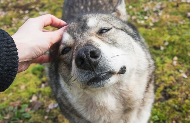 Cão feliz com mulher