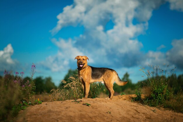 Cão feliz do híbrido do retrato que anda no campo verde ensolarado. árvores e grama verde