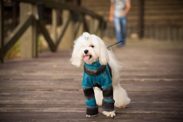 Cão feliz em roupas quentes para passear.