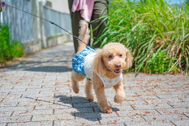 Cão feliz em uma caminhada