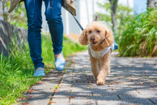 Cão feliz em uma caminhada