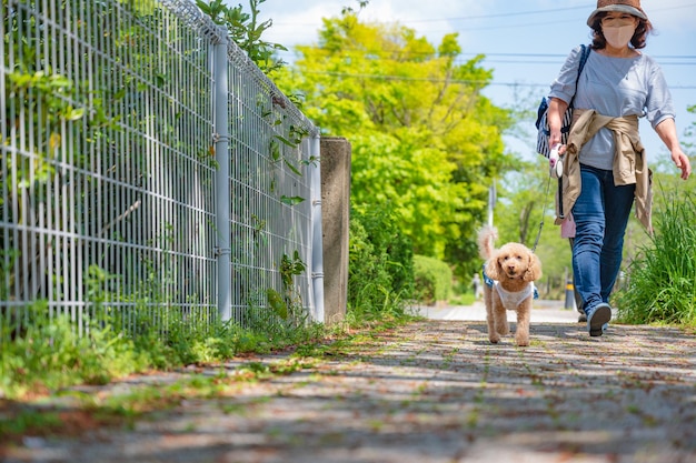 Cão feliz em uma caminhada