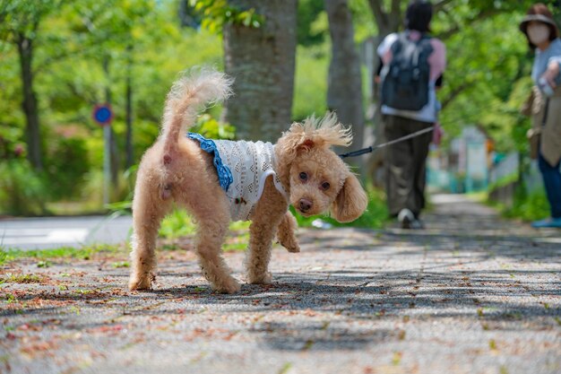 Cão feliz em uma caminhada