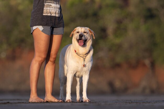 Cão feliz na praia