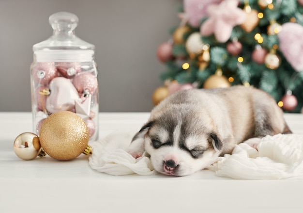 Cão feliz Natal, filhote de cachorro Husky recém-nascido. Natal e ano novo filhote de husky siberiano. Modelo para o horóscopo chinês e calendário.