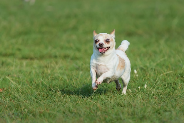 Cão feliz se divertindo em um campo, correndo no campo