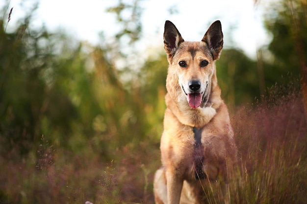 Cão feliz sentado na natureza no dia de verão