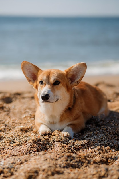 Cão feliz Welsh Corgi Pembroke na praia